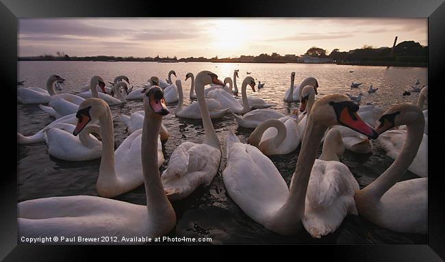 Swanning about. Framed Print by Paul Brewer