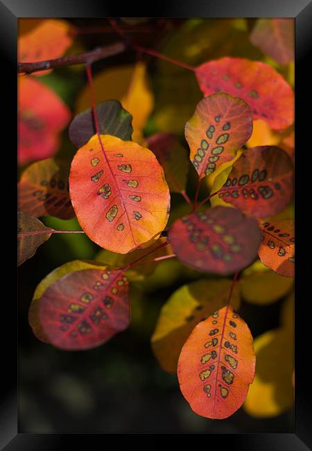 Autumn Cotinus Framed Print by Stuart Hallam