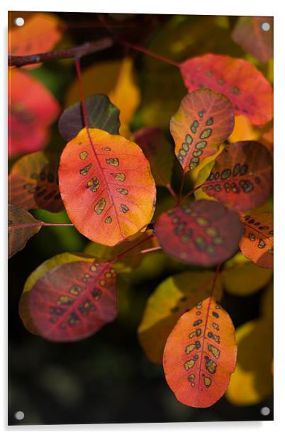 Autumn Cotinus Acrylic by Stuart Hallam