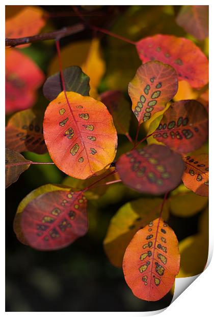 Autumn Cotinus Print by Stuart Hallam