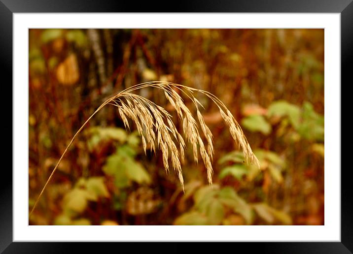 lonely grain Framed Mounted Print by Ryan Martin