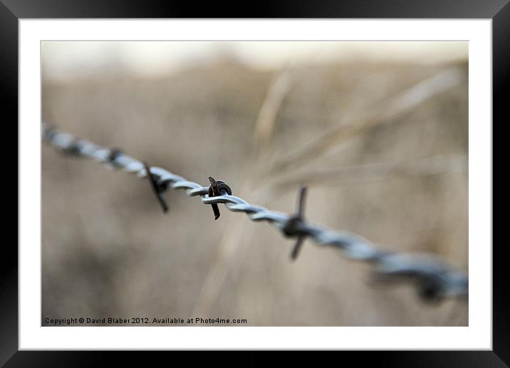 Barb Wire Fence. Framed Mounted Print by David Blaber
