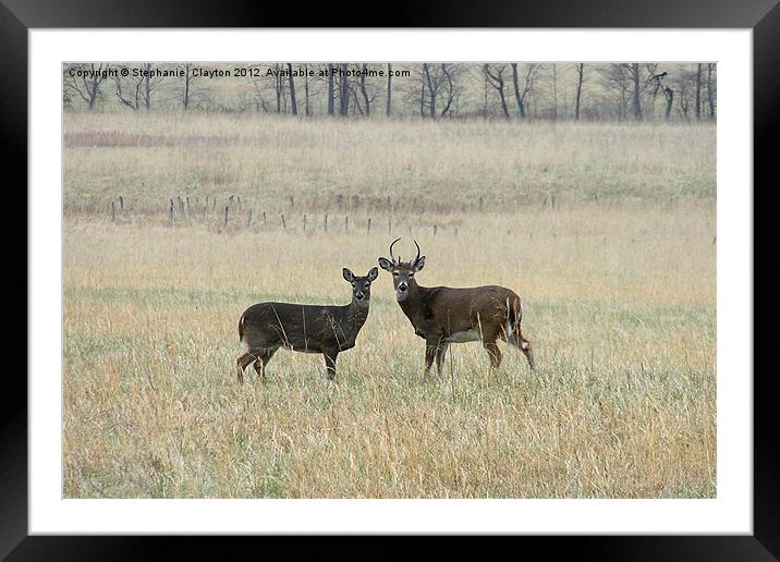 Deer Couple Face Camera Framed Mounted Print by Stephanie Clayton