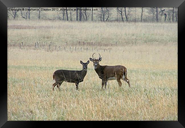Deer Couple Face Camera Framed Print by Stephanie Clayton