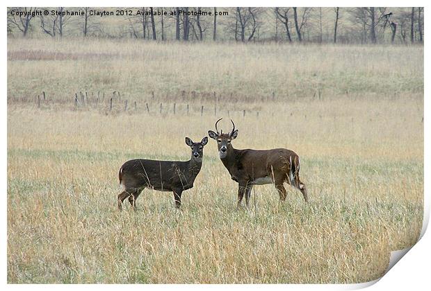 Deer Couple Face Camera Print by Stephanie Clayton