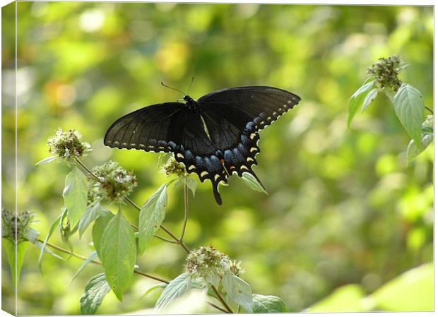 Brilliant Butterfly Canvas Print by Stephanie Clayton