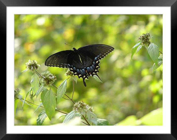 Brilliant Butterfly Framed Mounted Print by Stephanie Clayton