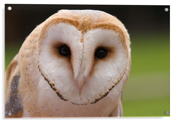 Tawny owl Acrylic by Thomas Schaeffer