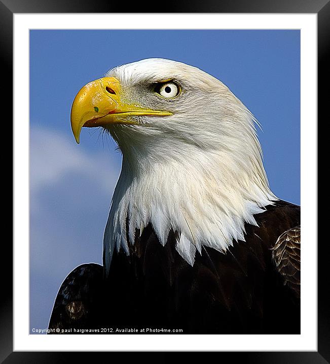 bald eagle Framed Mounted Print by paul hargreaves