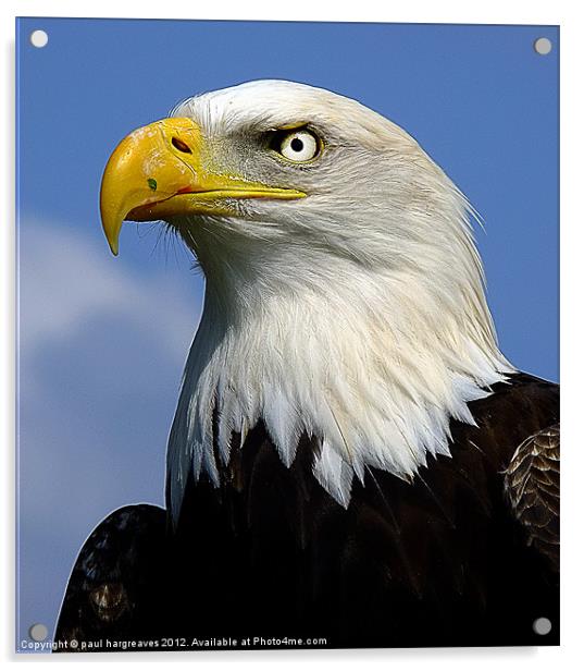bald eagle Acrylic by paul hargreaves