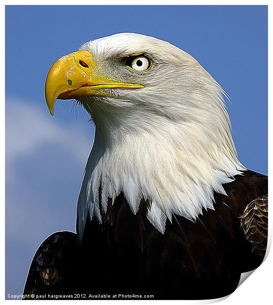 bald eagle Print by paul hargreaves