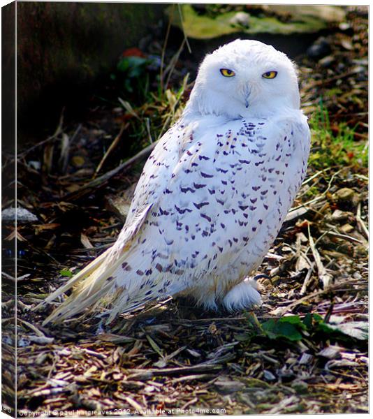 snowy owl Canvas Print by paul hargreaves
