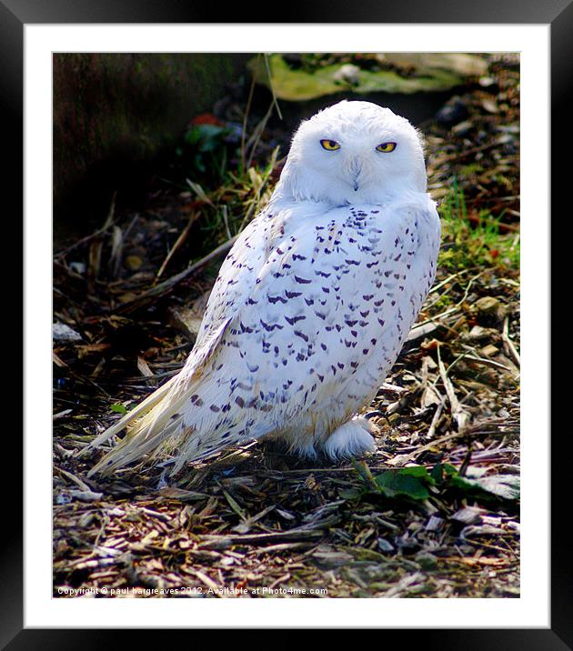 snowy owl Framed Mounted Print by paul hargreaves