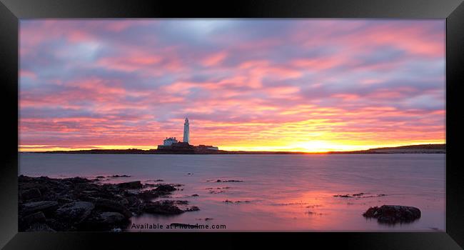 St Marys Lighthouse Sunrise Framed Print by David Pringle