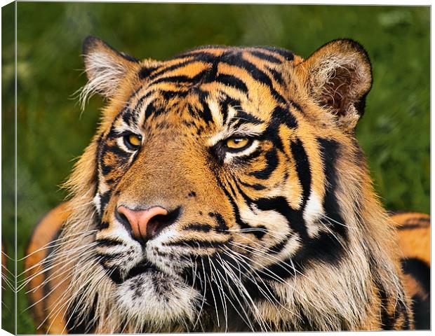Sumatran Tiger Canvas Print by Jason Connolly