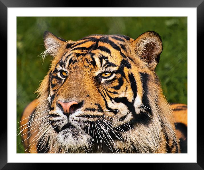 Sumatran Tiger Framed Mounted Print by Jason Connolly