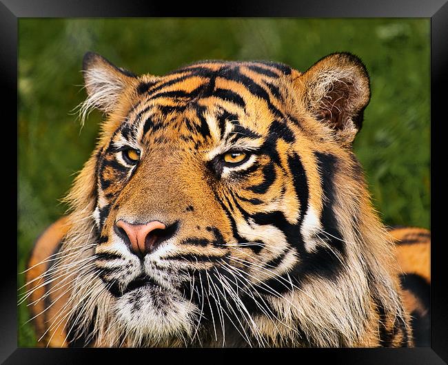 Sumatran Tiger Framed Print by Jason Connolly
