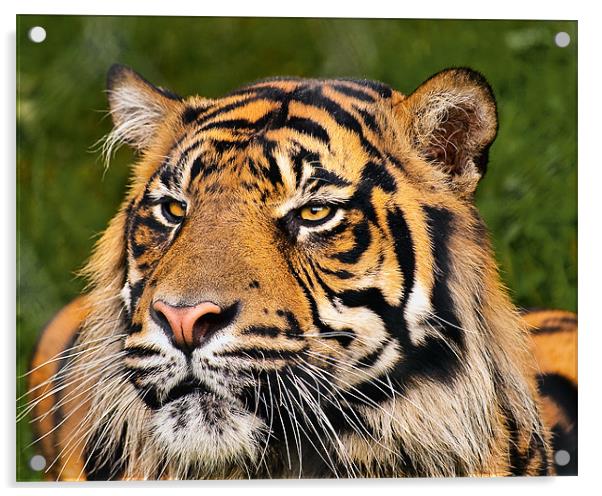 Sumatran Tiger Acrylic by Jason Connolly
