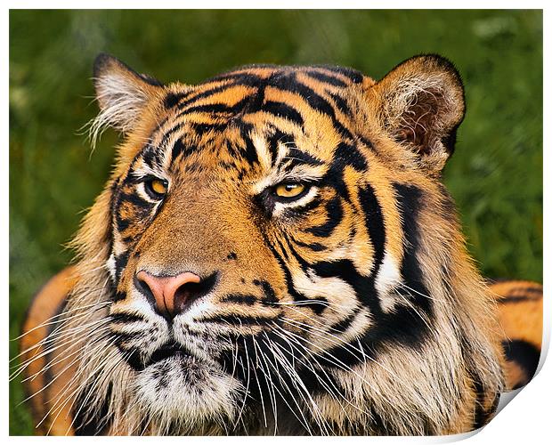 Sumatran Tiger Print by Jason Connolly