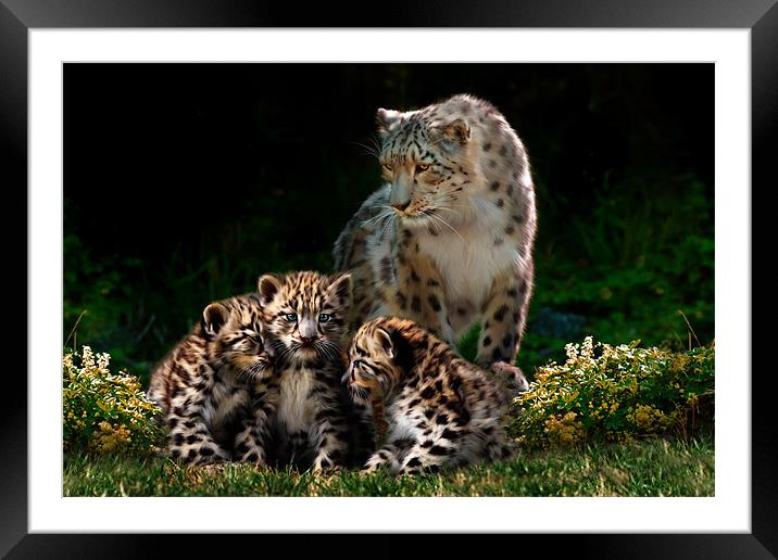 Snow Leopard with cubs Framed Mounted Print by Julie Hoddinott