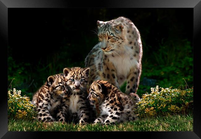 Snow Leopard with cubs Framed Print by Julie Hoddinott