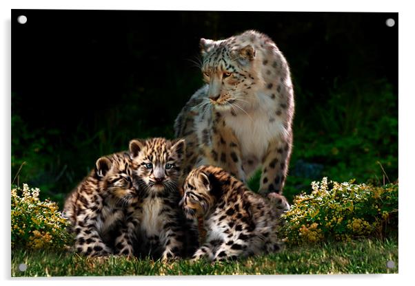 Snow Leopard with cubs Acrylic by Julie Hoddinott
