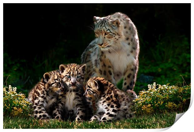 Snow Leopard with cubs Print by Julie Hoddinott
