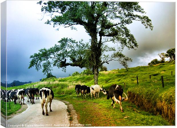 When The Cows Come Home Canvas Print by Elaine Manley