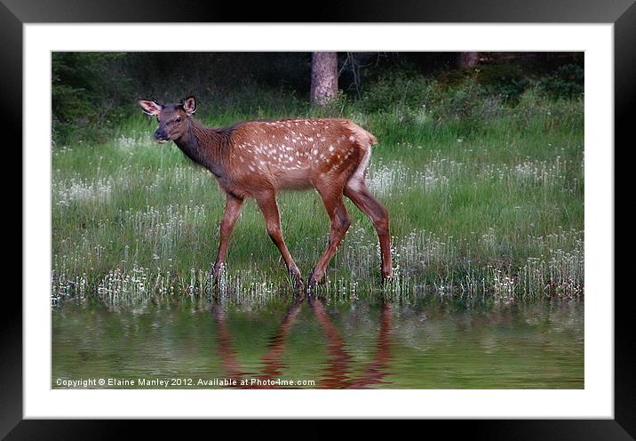 Bambi's Cousin Framed Mounted Print by Elaine Manley