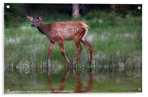 Bambi's Cousin Acrylic by Elaine Manley