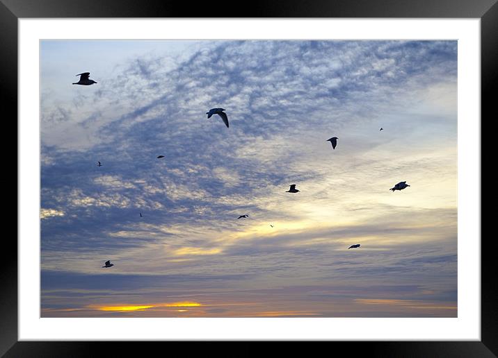 Gulls Framed Mounted Print by Malcolm Smith