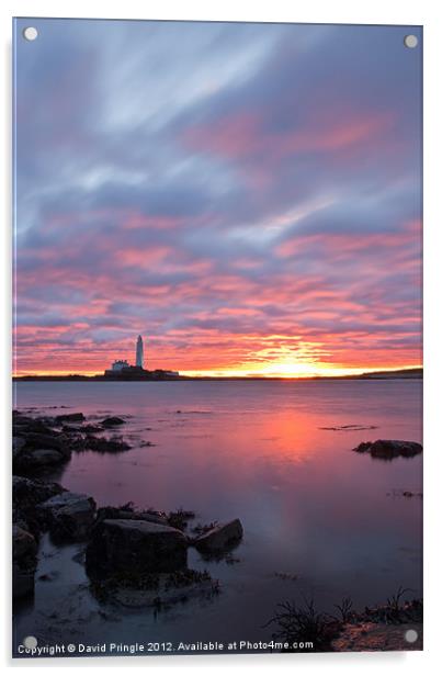 St Marys Lighthouse Sunrise Acrylic by David Pringle