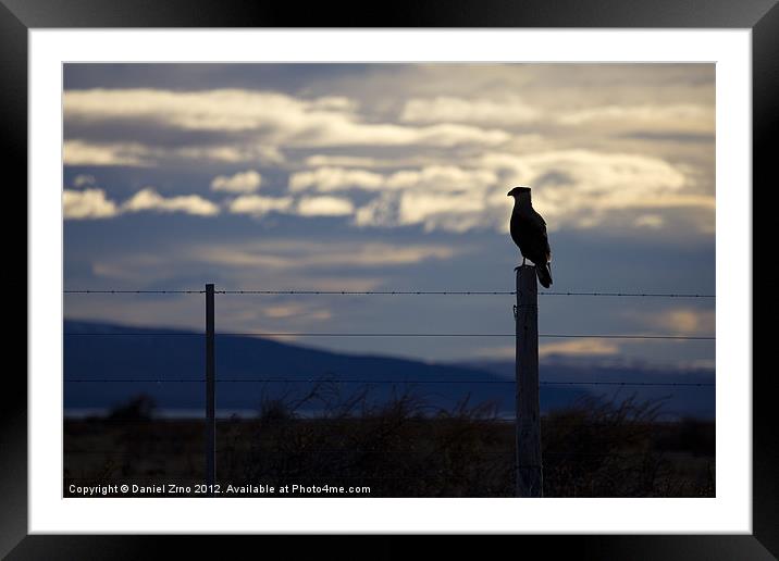 Hawk on fence in Patagonia Framed Mounted Print by Daniel Zrno