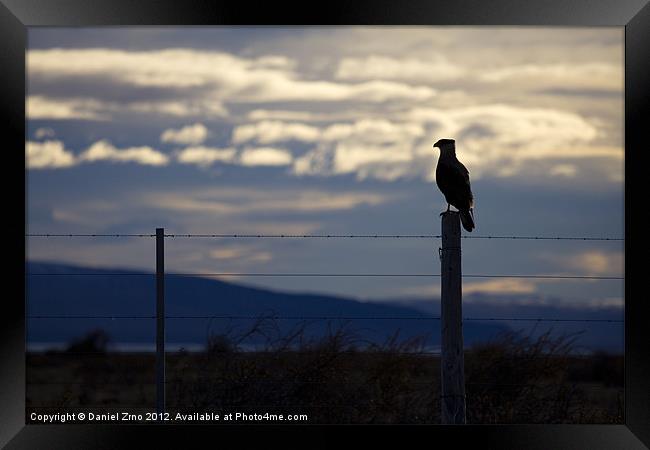 Hawk on fence in Patagonia Framed Print by Daniel Zrno