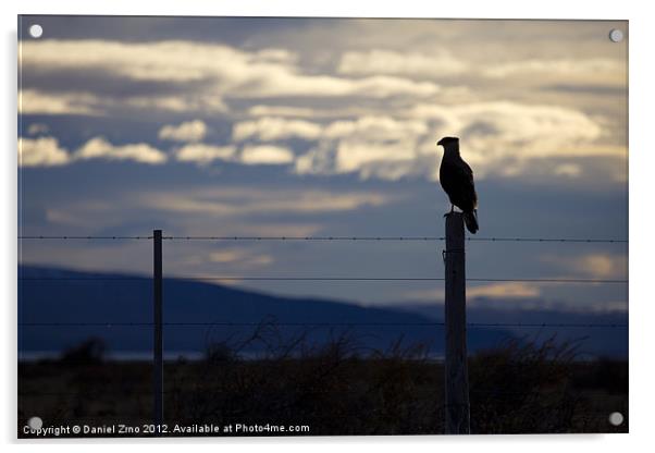 Hawk on fence in Patagonia Acrylic by Daniel Zrno