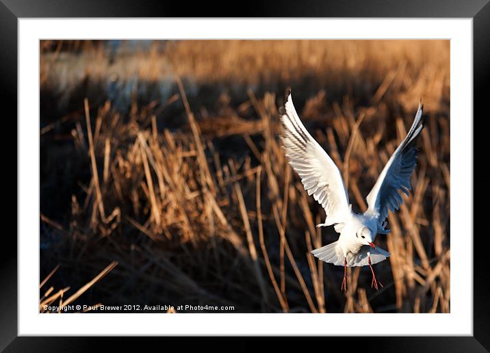 Black Headed Gull Framed Mounted Print by Paul Brewer