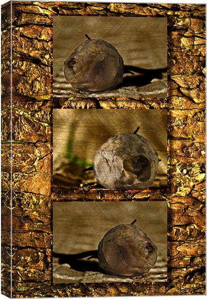 Dead Rosebud Triptych Canvas Print by Steve Purnell