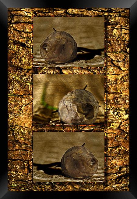 Dead Rosebud Triptych Framed Print by Steve Purnell