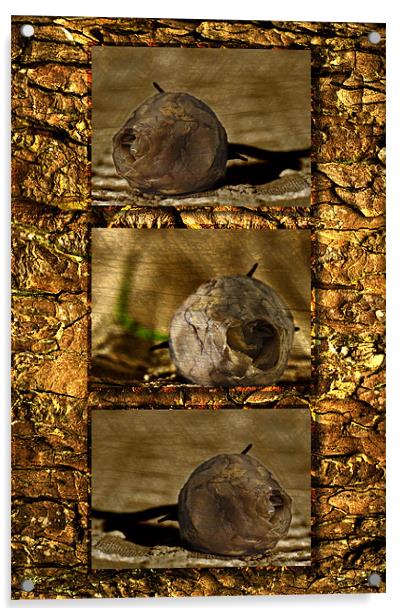 Dead Rosebud Triptych Acrylic by Steve Purnell