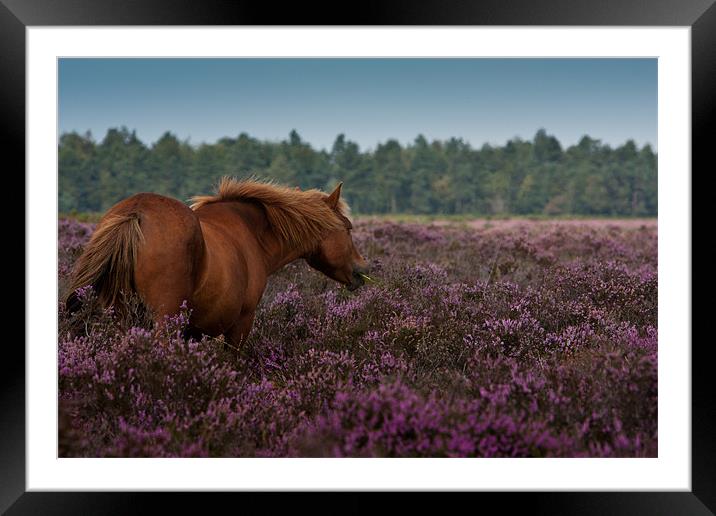 Deep Purple Framed Mounted Print by stuart bennett