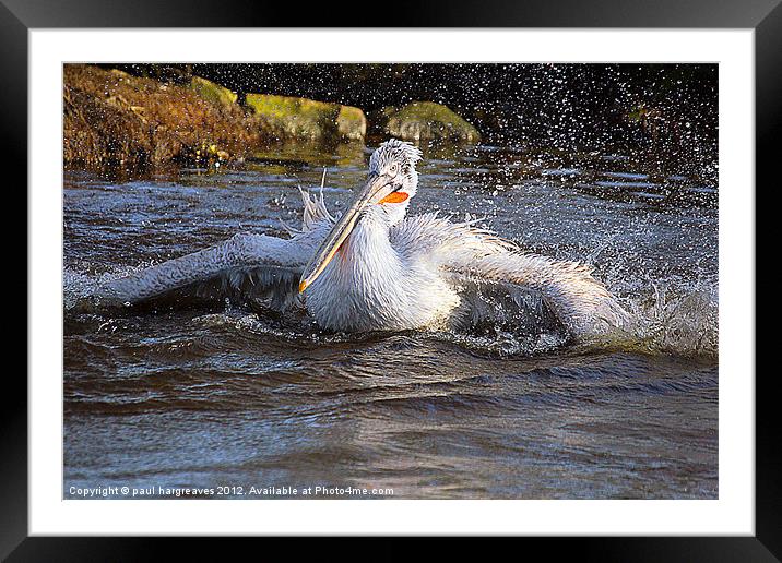 a pelican having a bath Framed Mounted Print by paul hargreaves