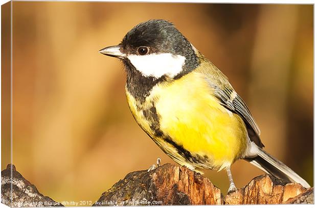 Great Tit Canvas Print by Elaine Whitby