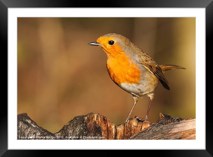 Robin (Erithacus rubecula) Framed Mounted Print by Elaine Whitby