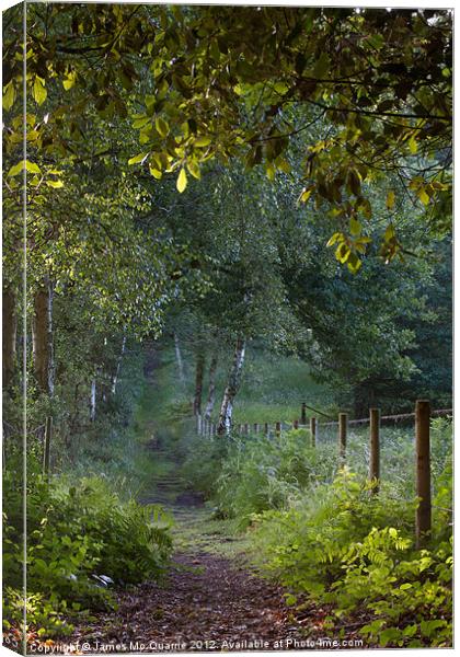 Forest Path Canvas Print by James Mc Quarrie