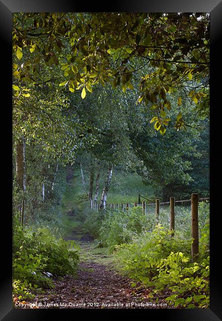 Forest Path Framed Print by James Mc Quarrie