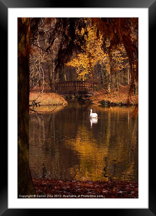 Swan at Maksimir Lake Framed Mounted Print by Daniel Zrno