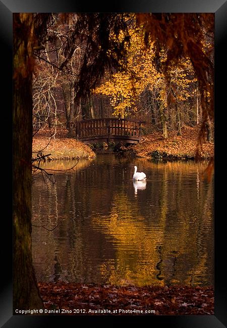 Swan at Maksimir Lake Framed Print by Daniel Zrno