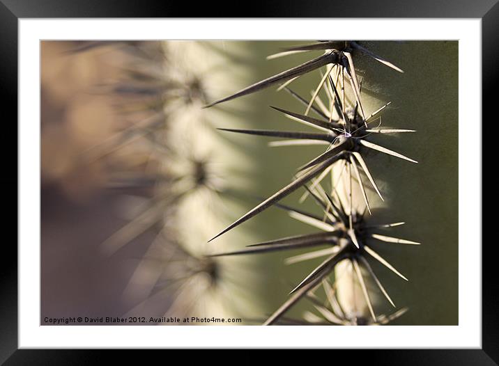Arizona Cactus. Framed Mounted Print by David Blaber