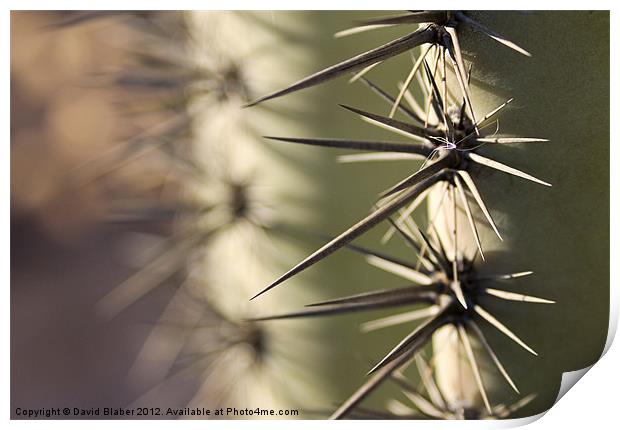 Arizona Cactus. Print by David Blaber