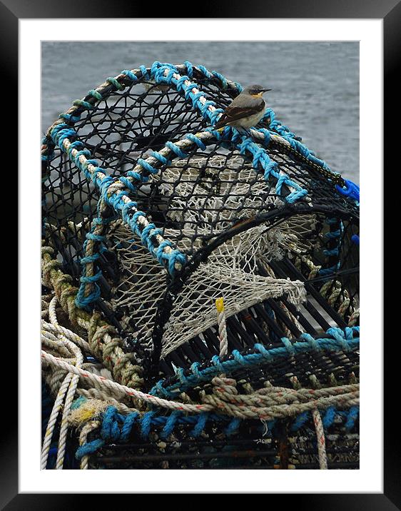 Wheatear on Lobster Pots Framed Mounted Print by Jacqi Elmslie
